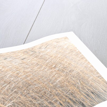 Brown reeds growing in water by Assaf Frank